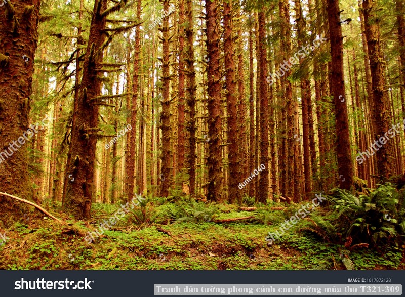 Tranh dán tường phong cảnh hồ thác, cây cối T321-544